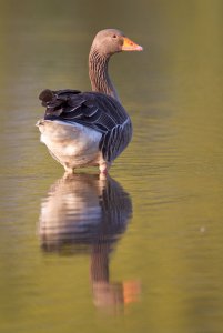 reflective goose