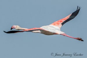 Greater Flamingo in flight