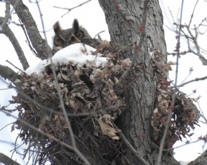 Owls' Nest with Snow