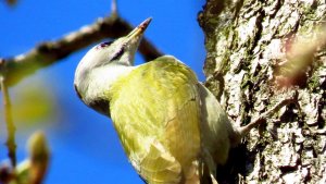 Grey-headed Woodpecker (female)