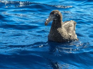 Northern Giant Petrel