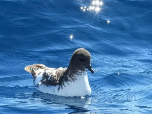 Cape Petrel