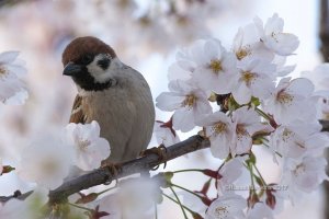 Eurasian Tree Sparrow in Sakura