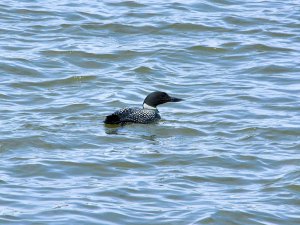 Common Loon