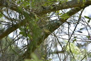 Kinglet or flycatcher?