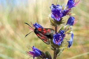 Six Spot Burnet Moth