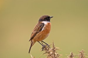 Stonechat