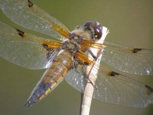 Four-Spotted Chaser