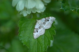 Silver Ground Carpet