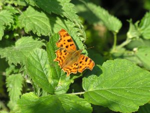Comma at Dry Sandford