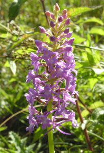 Fragrant Orchid?