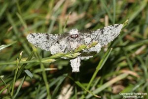 Peppered Moth