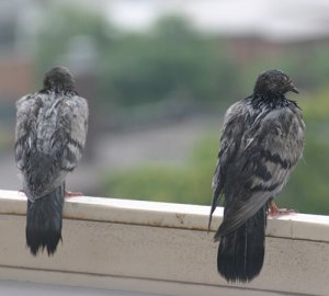 A couple of wet Pigeons