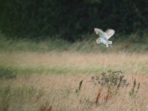 Barn owl