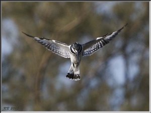 Pied Kingfisher