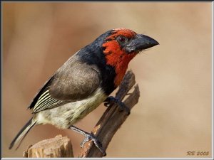 Black-collared Barbet