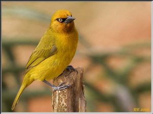 Spectacled Weaver