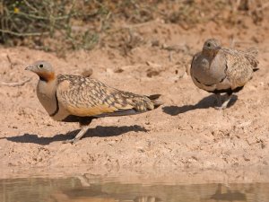 Black bellied sandgrouse