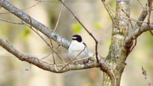 Semicollared Flycatcher