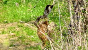 Easter SF - Why do Hares have Big Ears?