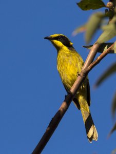 Yellow-tufted Honeyeater