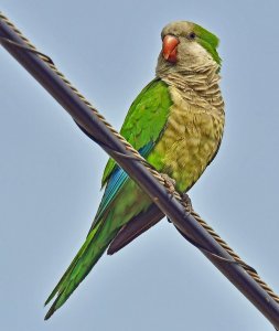 Monk Parakeet