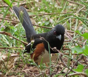 Eastern Towhee