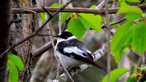 Collared Flycatcher