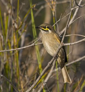 Yellow-faced Honeyeater