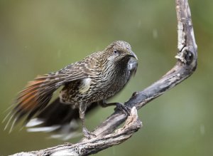 Little Wattlebird