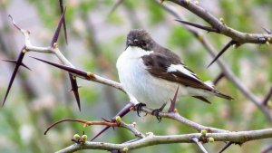 Pied Flycatcher