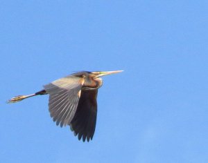 Purple Heron