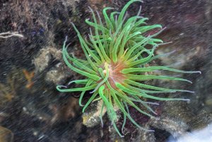 Snakelocks Sea Anemone