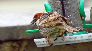 Spanish Sparrow (male)