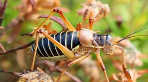 Provence Bush Cricket