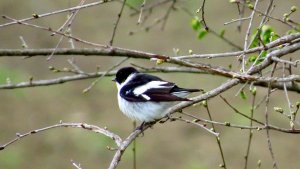 Semicollared Flycatcher (male)