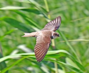 Sand Martin