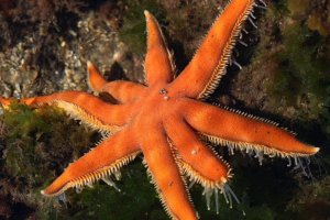 Starfish Luidia ciliaris