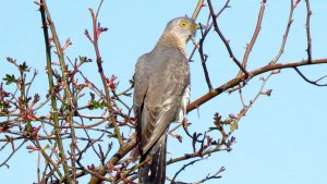 Cuckoo (female)