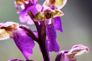 Spitzel's Orchid