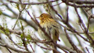 Meadow Pipit