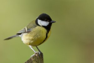 great tit