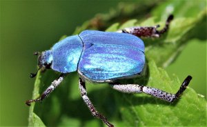 Scarabaeid Beetle