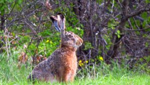 Brown Hare