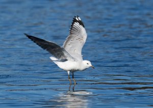 Silver Gull landing