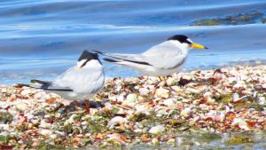 Little Terns