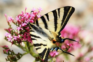 Scarce Swallowtail