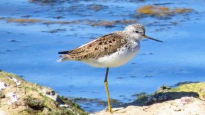 Marsh Sandpiper