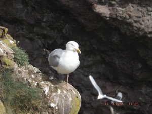 Herring Gull on one leg