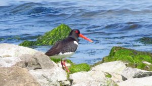 Oystercatcher